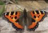 Aglais urticae